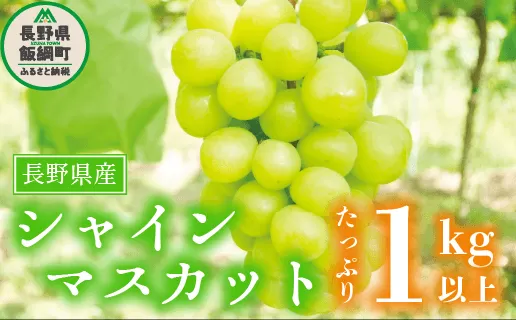 ぶどう シャインマスカット 訳あり 1kg 以上 ながの農業協同組合 配送先は本州限定 2024年10月上旬頃から2024年10月下旬頃まで順次発送予定 令和6年度収穫分 ブドウ マスカット フルーツ 果物 長野県 飯綱町 [1692]