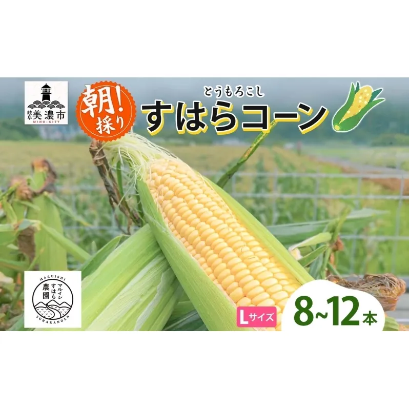 朝採り とうもろこし すはらコーン 8～12本 トウモロコシ イエロー 玉蜀黍 コーン 野菜 旬 夏野菜 甘い 朝採れ 人気 自家用 ギフト 手土産 贈答用 お取り寄せ 産地直送 産直 送料無料 マルイシすはら農園 岐阜県 美濃市