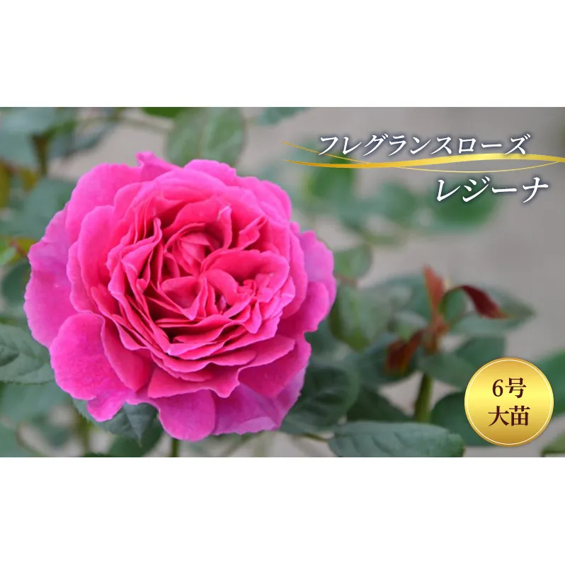 バラ フレグランスローズ レジーナ 6号 大苗 花 薔薇