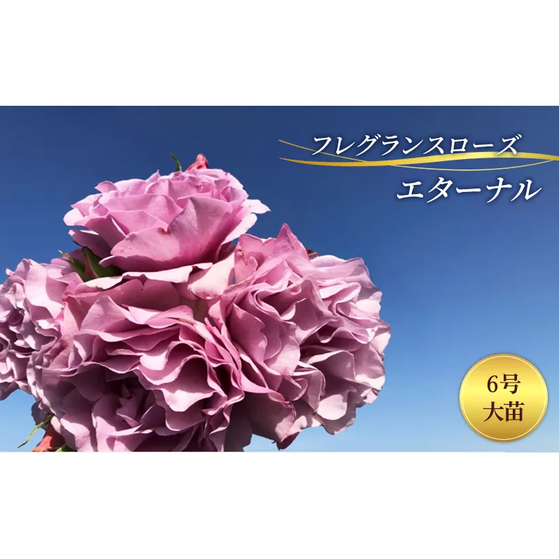 バラ フレグランスローズ エターナル 6号 大苗 花 薔薇