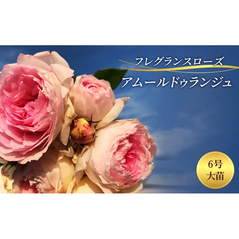 バラ フレグランスローズ アムールドゥランジュ 6号 大苗 花 薔薇