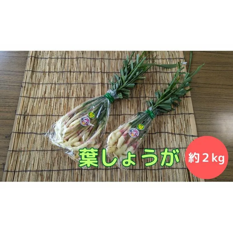 葉しょうが 約2kg なおみママ農園 安八町 野菜