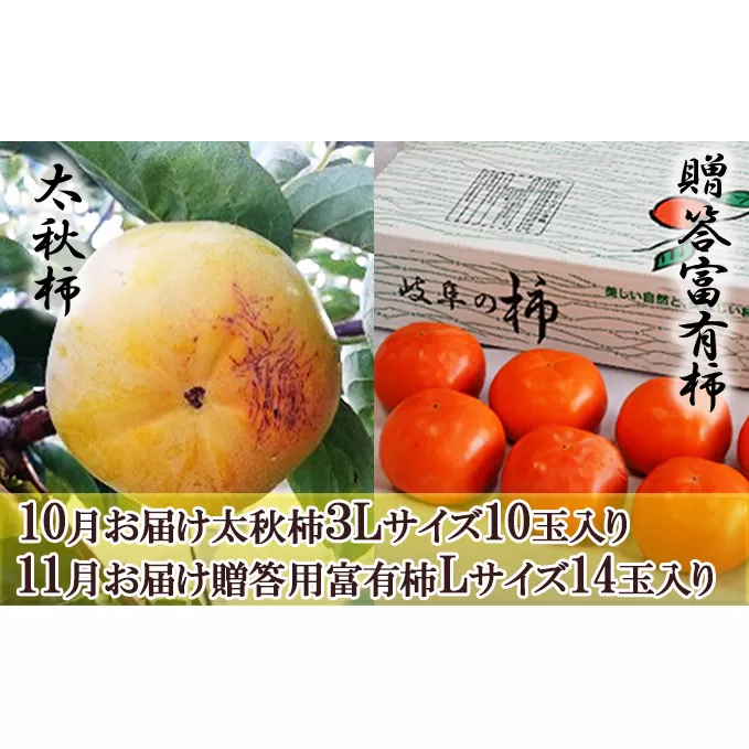 【全2回お届け】太秋柿（10玉）＆贈答富有柿（14玉）食べ比べセット