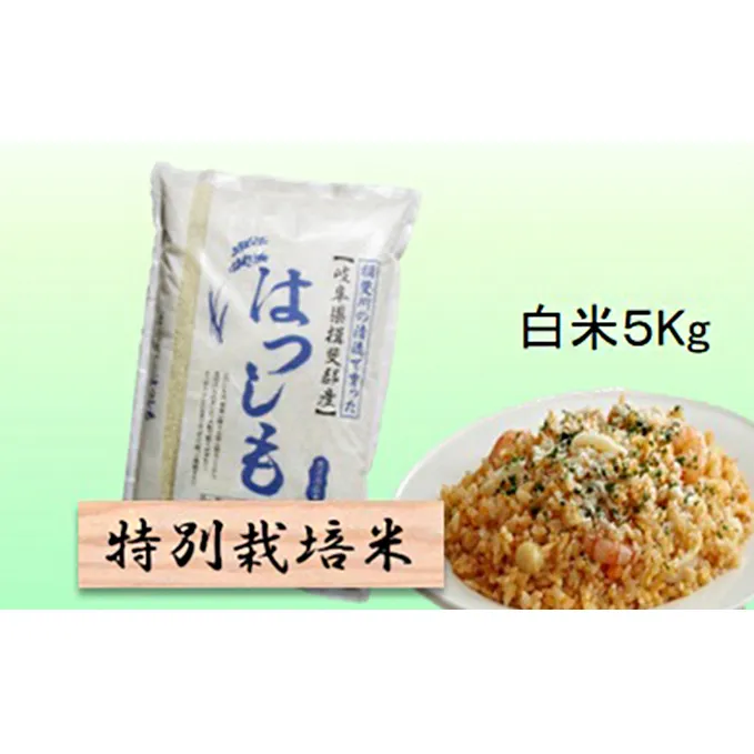 特別栽培米★白米５kg 【ハツシモ】 玄米は別に出品