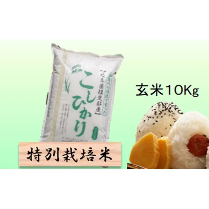 特別栽培米★玄米10kg 【コシヒカリ】