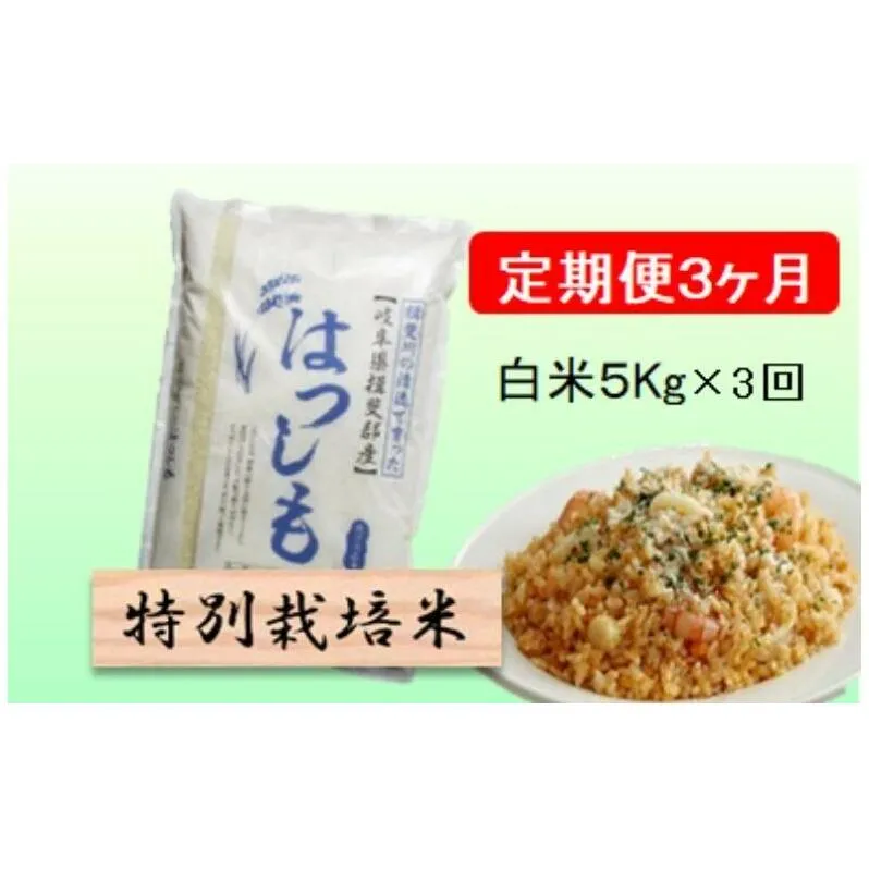 特別栽培米★[定期便] 3カ月★毎月 白米5kg 【ハツシモ】 米 お米 白米 コメ ご飯 定期 岐阜県 池田町