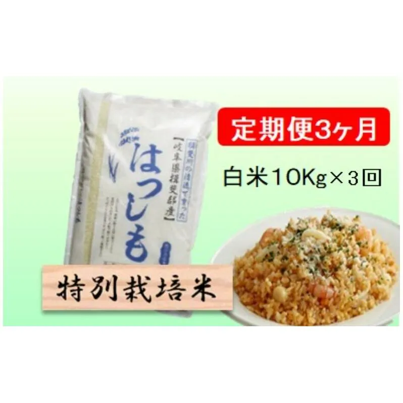 特別栽培米★[定期便] 3カ月★毎月 白米10kg【ハツシモ】 米 お米 白米 コメ ご飯 定期 岐阜県 池田町