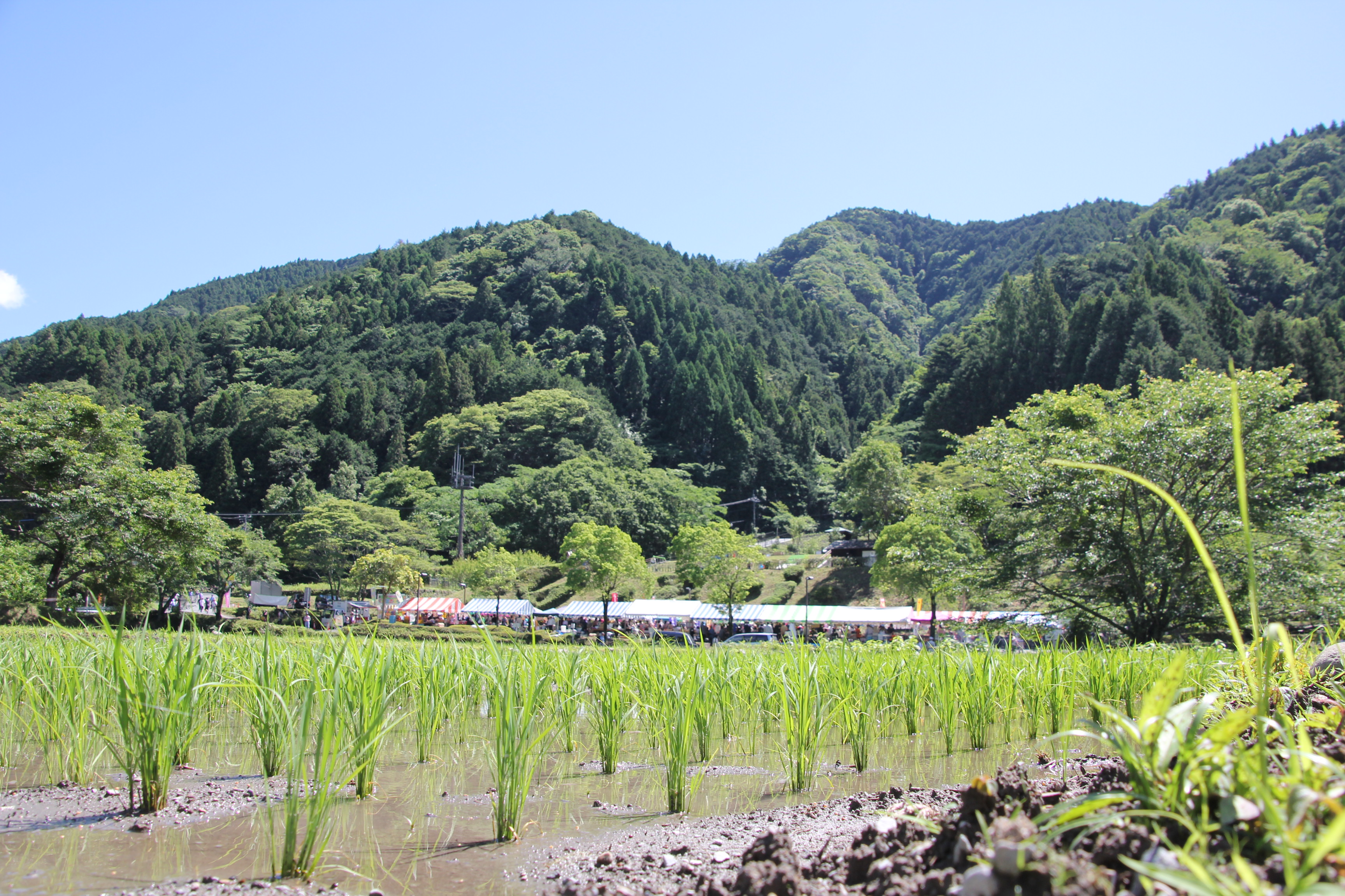 芝川地域