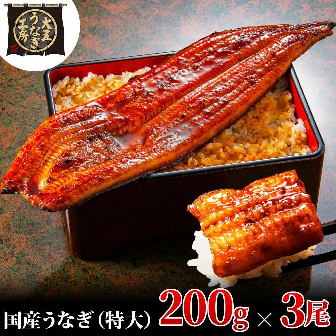 うなぎ蒲焼 200g×3尾(600g) うなぎ ウナギ 鰻 蒲焼 蒲焼き冷凍 国産 大五 大五通商 静岡 島田市