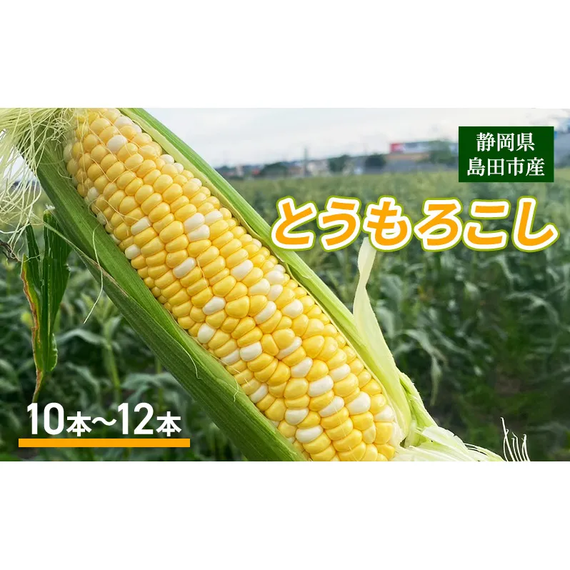 【2025年6月上旬より順次発送】静岡県島田市産 とうもろこし 10本～12本【配送不可：北海道・沖縄・離島】