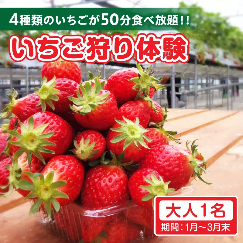 4種類のいちごが50分食べ放題！！いちご狩り体験（1月〜3月末）大人1名