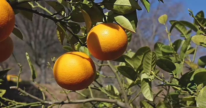 【訳あり】常滑ハッピーはっさく