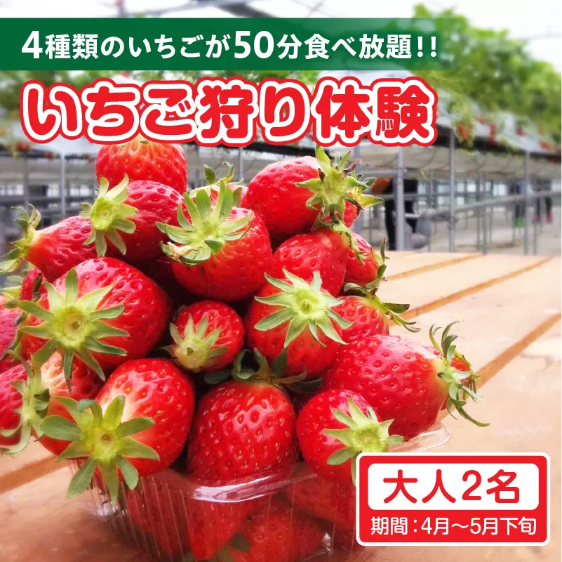 4種類のいちごが50分食べ放題！！いちご狩り体験（4月〜5月下旬）大人2名