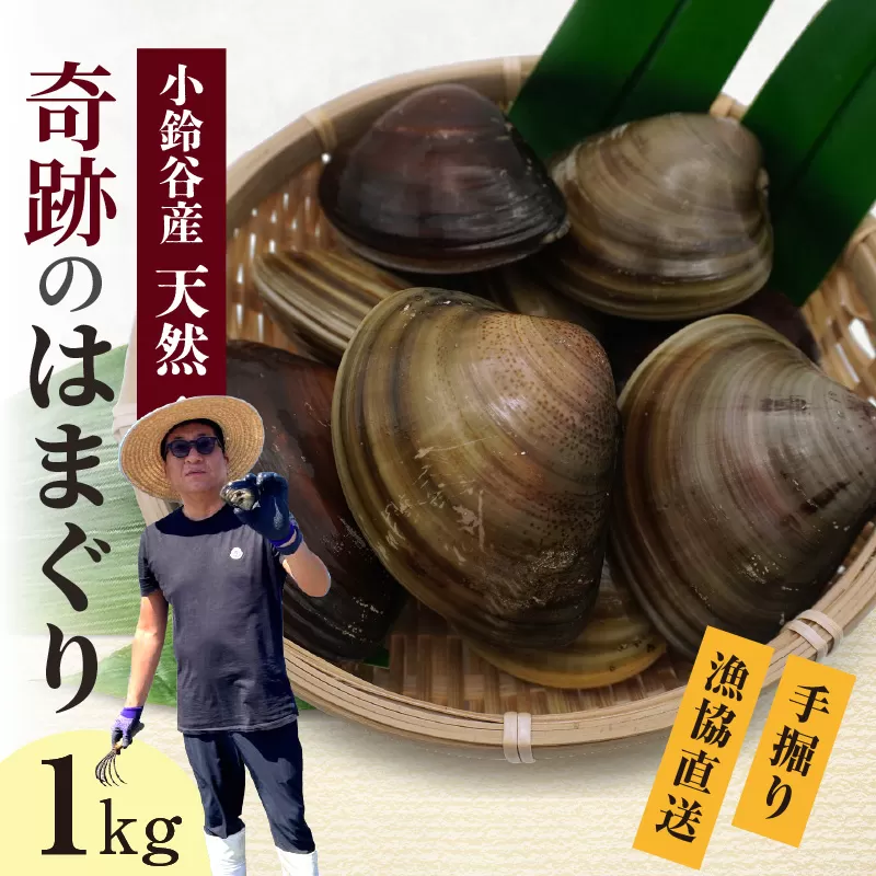 【奇跡のはまぐり】小鈴谷産天然はまぐり1kg