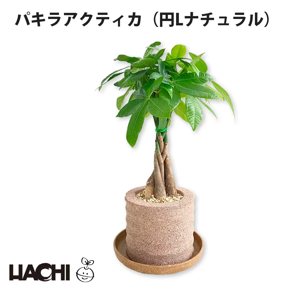 アクアプラントポット®　円Ｌ 植木鉢パキラ アクティカ（1658）