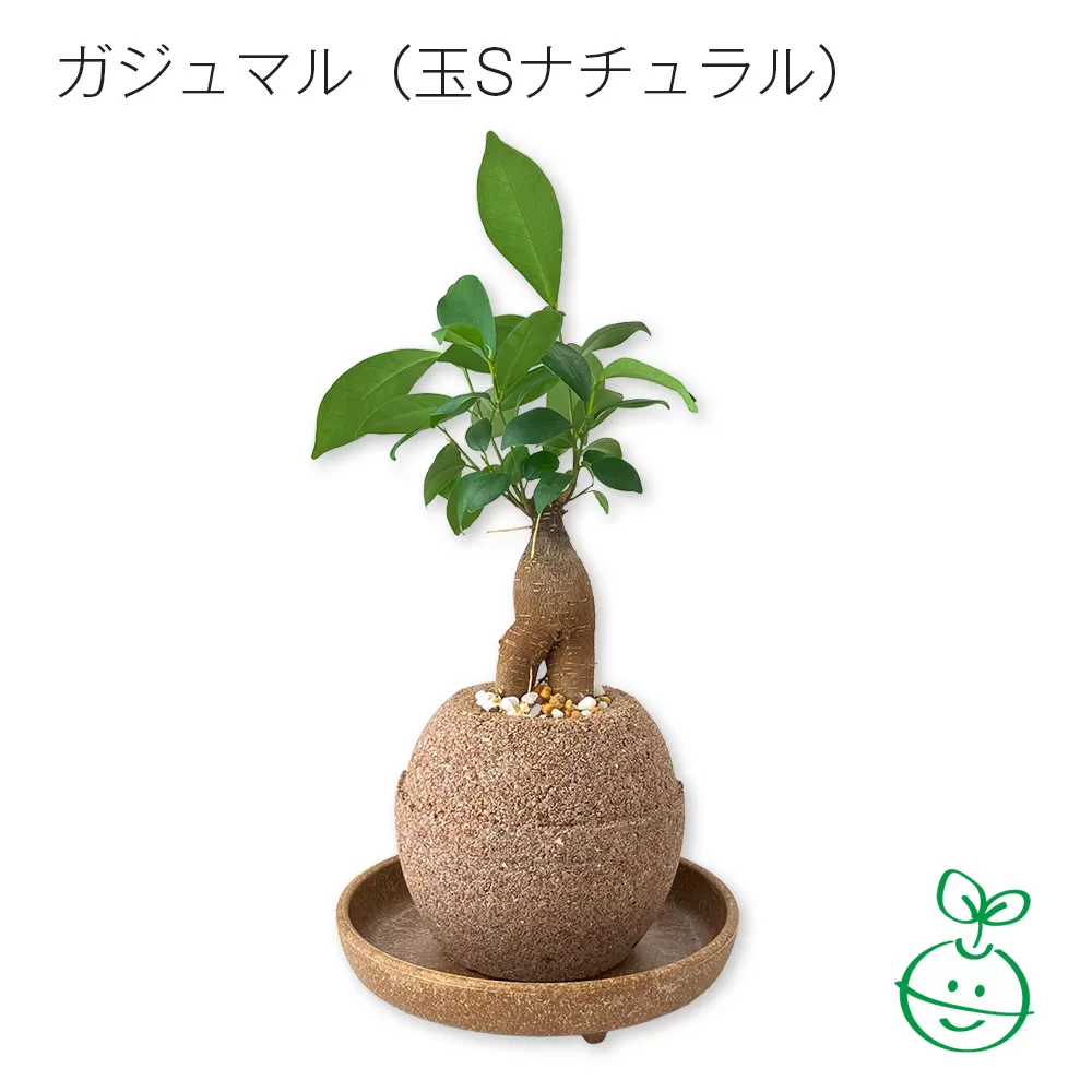 アクアプラントポット®　玉Ｓ 植木鉢ガジュマル（1647）