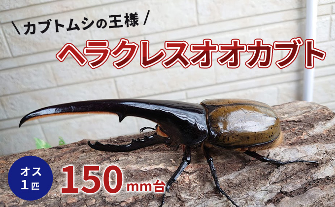 カブトムシの王様 ヘラクレスオオカブト オス１匹 150mm台｜日進市｜愛知県｜返礼品をさがす｜まいふる by AEON CARD