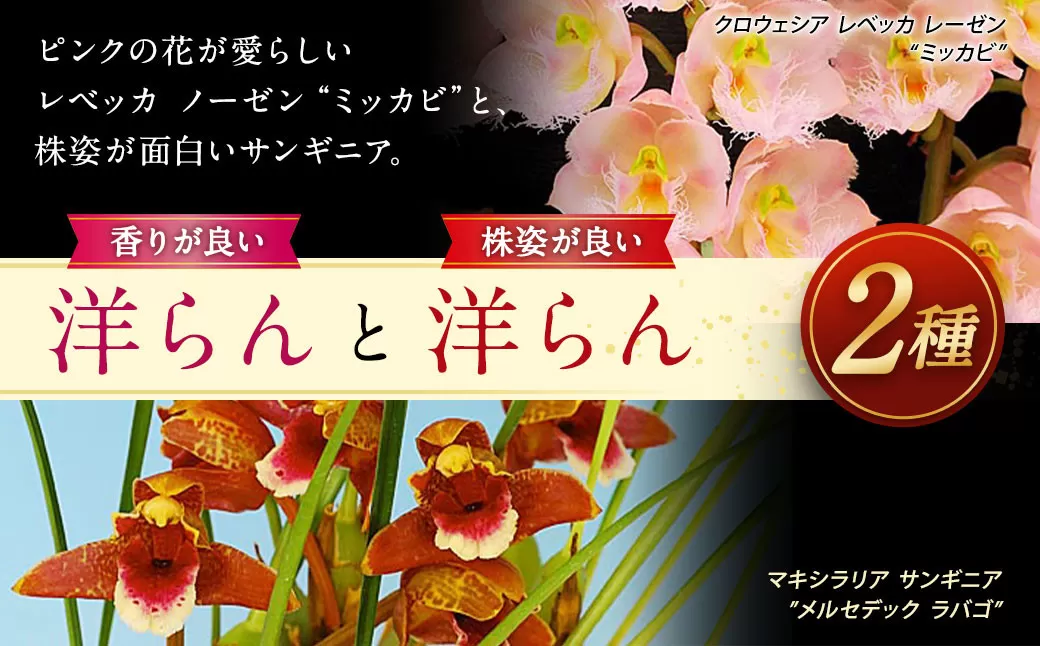 香りが良い 洋らん と 株姿が良い 洋らん 【秋田県・青森県・北海道・沖縄県配送不可】