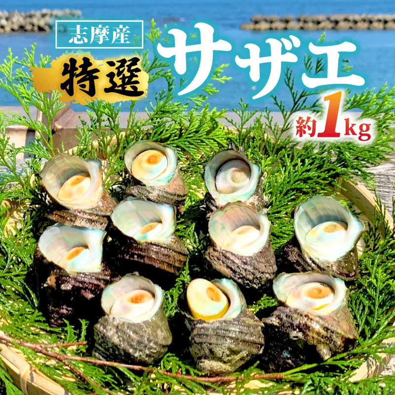 サザエ 1kg 入り / 新鮮 海鮮 海産物 魚介 魚貝 サザエ 栄螺 貝 刺身 刺し身 お造り つぼ焼き グリル BBQ バーベキュー キャンプ 夏 ギフト 贈り物 志摩産 特選 三重 志摩 伊勢志摩 10000円 1万円 一万円