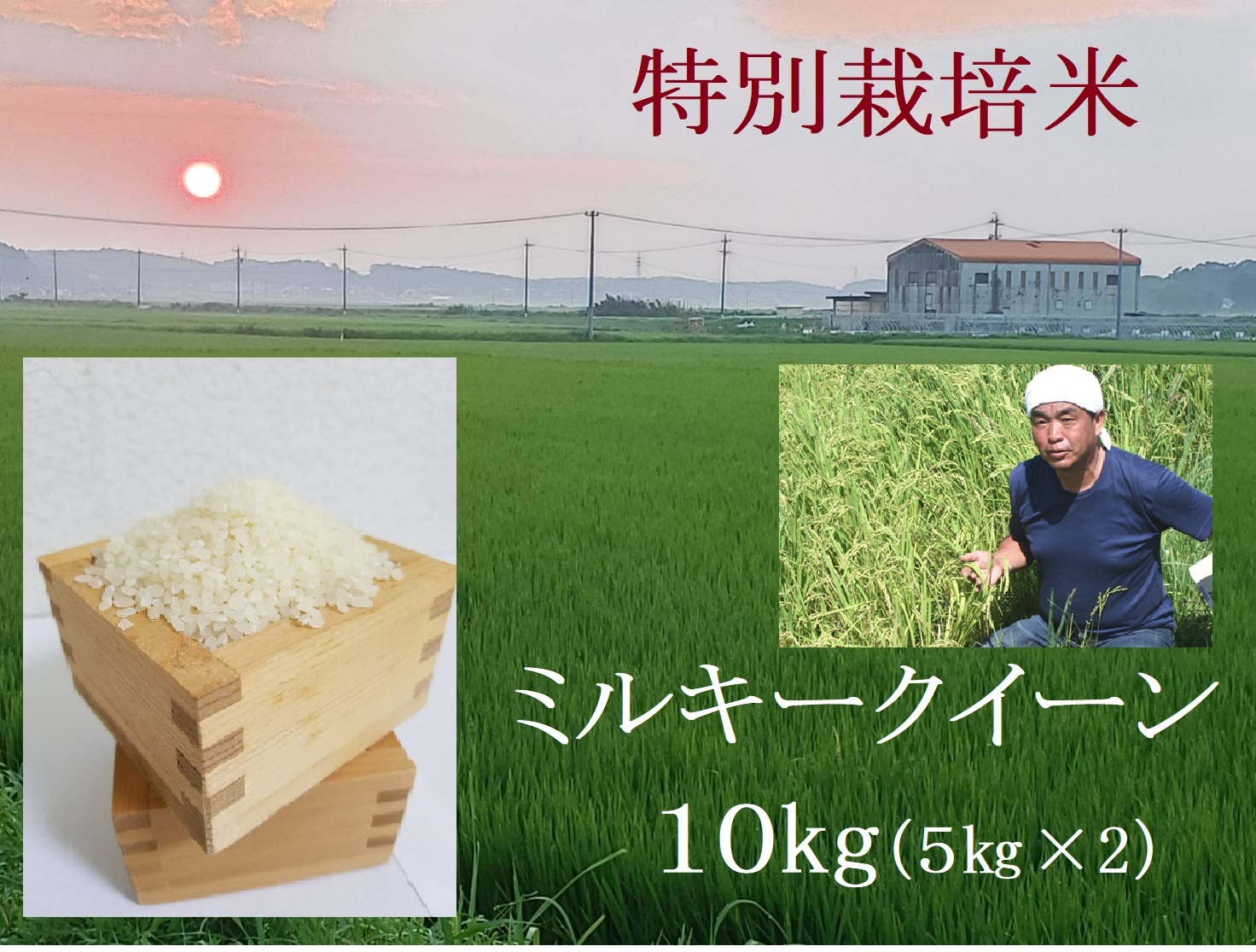 １０月発送】令和６年産新米 特別栽培米 ミルキークイーン 10kg | 安心 精米 もちもちした食感 こだわりの農法  TC-0410｜多気町｜三重県｜返礼品をさがす｜まいふる by AEON CARD