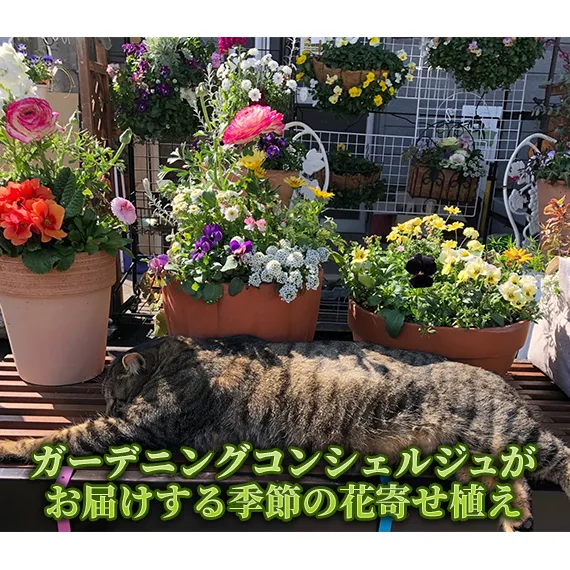 花 ガーデニングコンシェルジュがお届けする 季節の花 寄せ植え 鉢植え 鉢花 5～7種 ガーデニング コンシェルジュ お花 京都