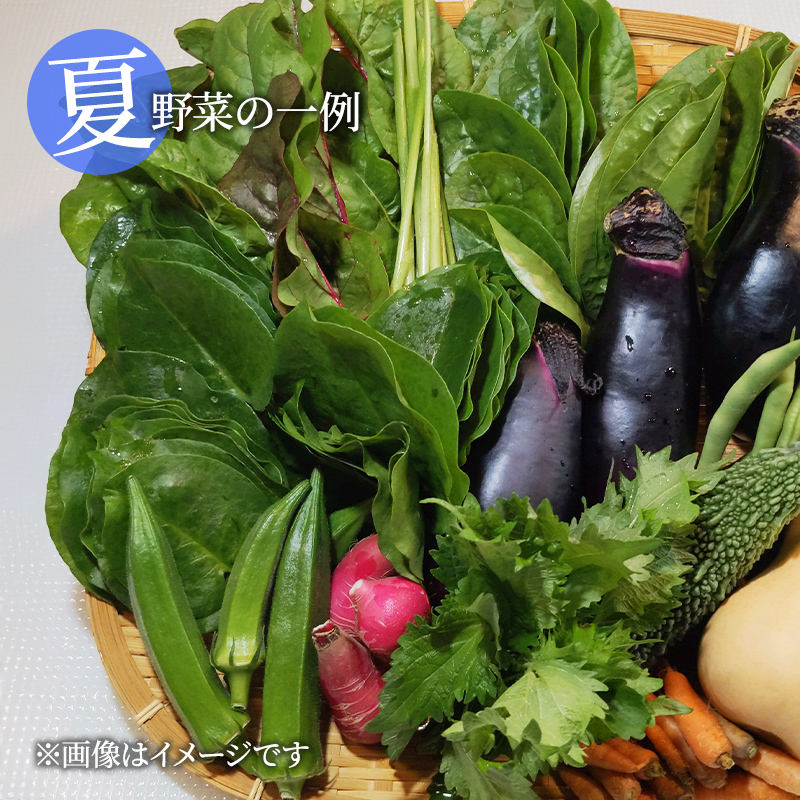 自然栽培・季節の野菜詰め合わせセット 旬 新鮮 採れたて 栽培期間中 無農薬 無化学肥料 安心安全 自然派 産地直送 やさい 詰め合わせ 京都府  南丹市｜南丹市｜京都府｜返礼品をさがす｜まいふる by AEON CARD