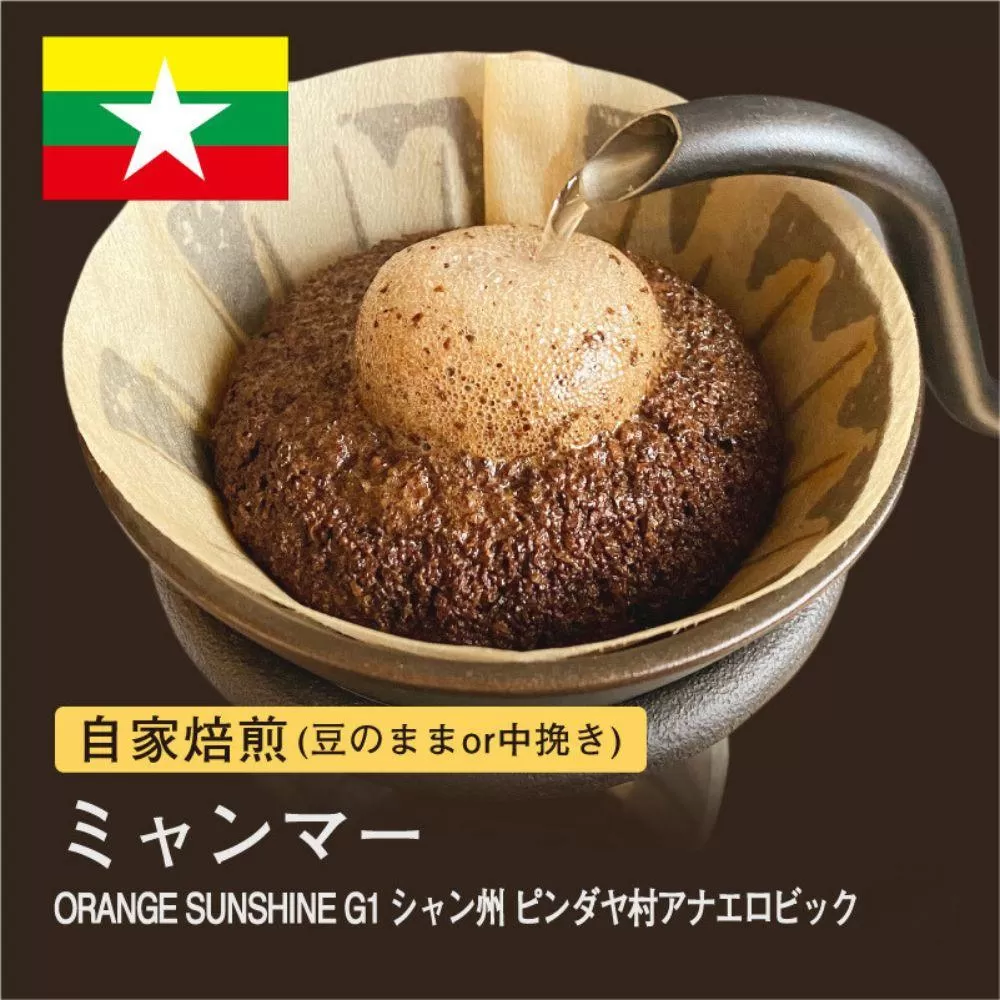 【粉】#180 ミャンマー ORANGE SUNSHINEG1 コーヒー豆 310g 当日焙煎 大山珈琲