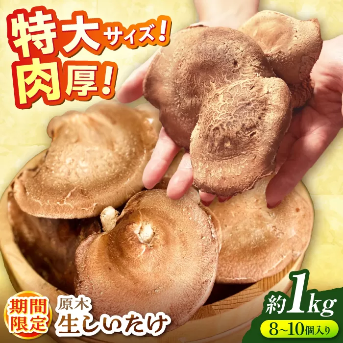 原木生椎茸 約1kg（8個〜10個）入り＜2025年1月〜2月発送＞高槻市産 数量限定 期間限定　大阪府高槻市/高槻あぐり[AOCS001] [AOCS001]