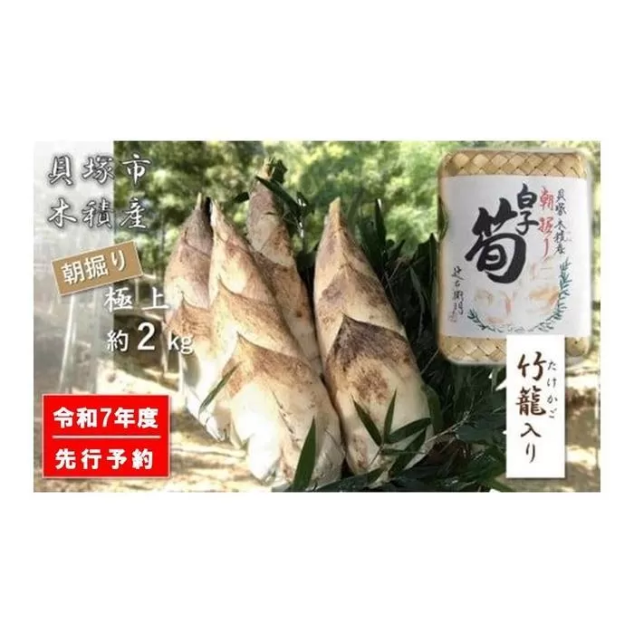 ＜先行予約＞【高級たけのこ】貝塚市木積産　極上朝掘り白子筍 約2kg（竹籠入り）