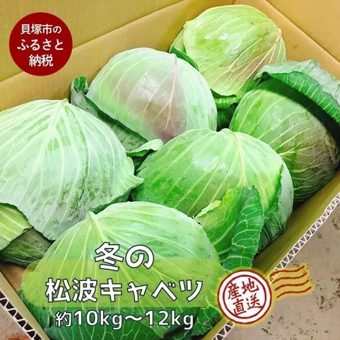 ＜先行予約＞【大阪泉州特産】冬のシャキシャキ『松波キャベツ』