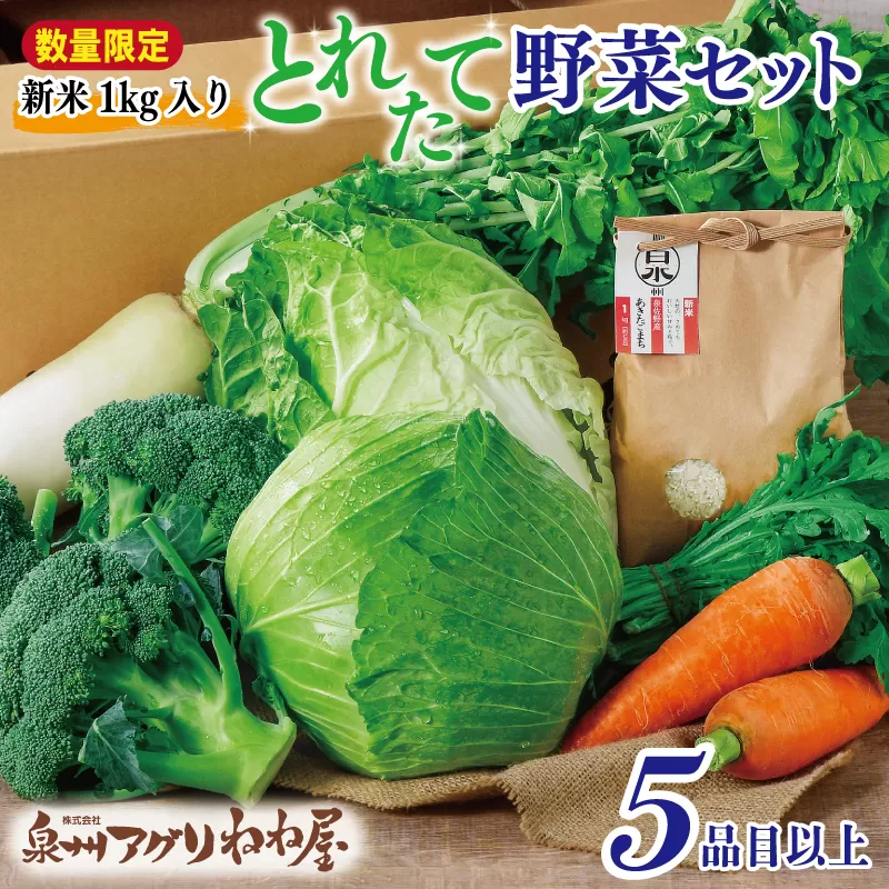 【数量限定】【新米1kg入り】ねね屋の採れたて野菜セット 5品目以上 詰め合わせ 期間限定