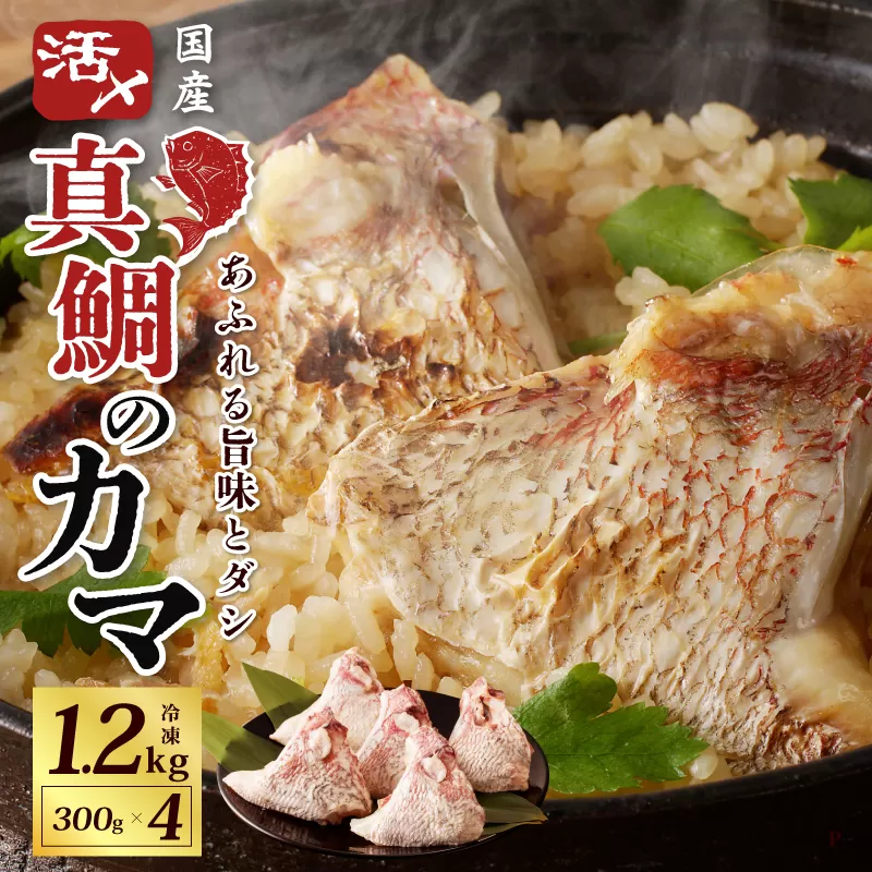 【特別寄附金額】国産 活〆養殖 真鯛のカマ 合計1.2kg（300g×4パック）特別寄附金額