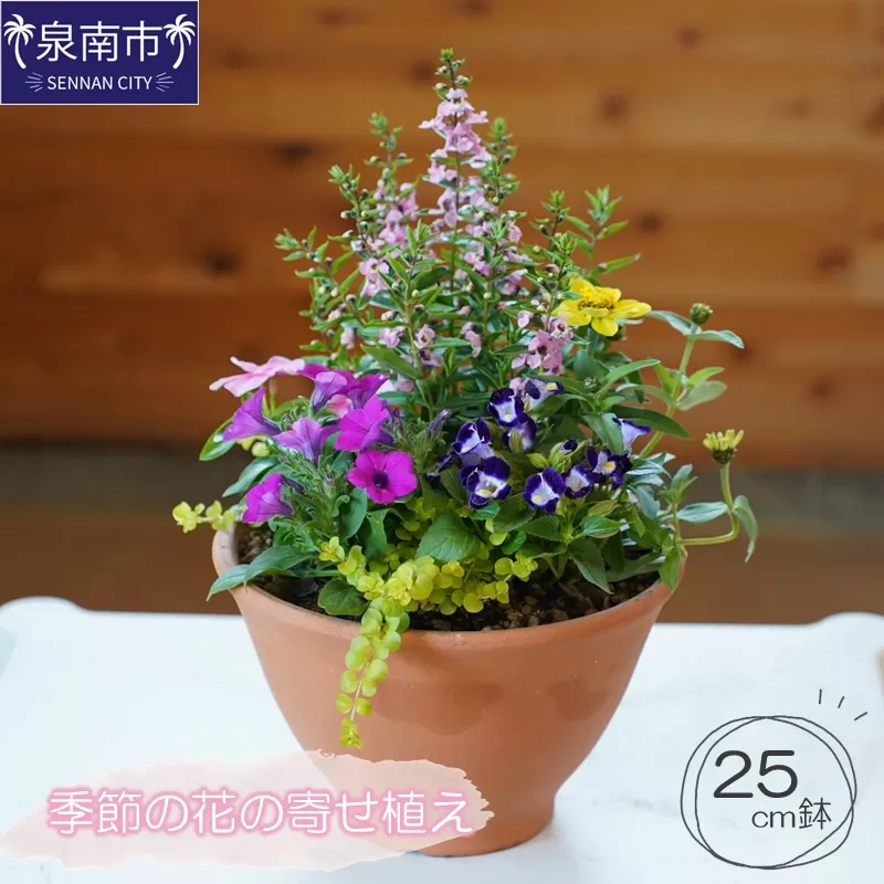 季節の花の寄せ植え 25cm鉢【005D-005】