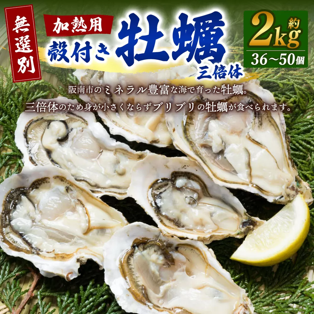 【無選別】加熱用 殻付き牡蠣 約2kg（36～50個）三倍体／牡蠣 かき カキ 生ガキ 生牡蠣 加熱用 調理用