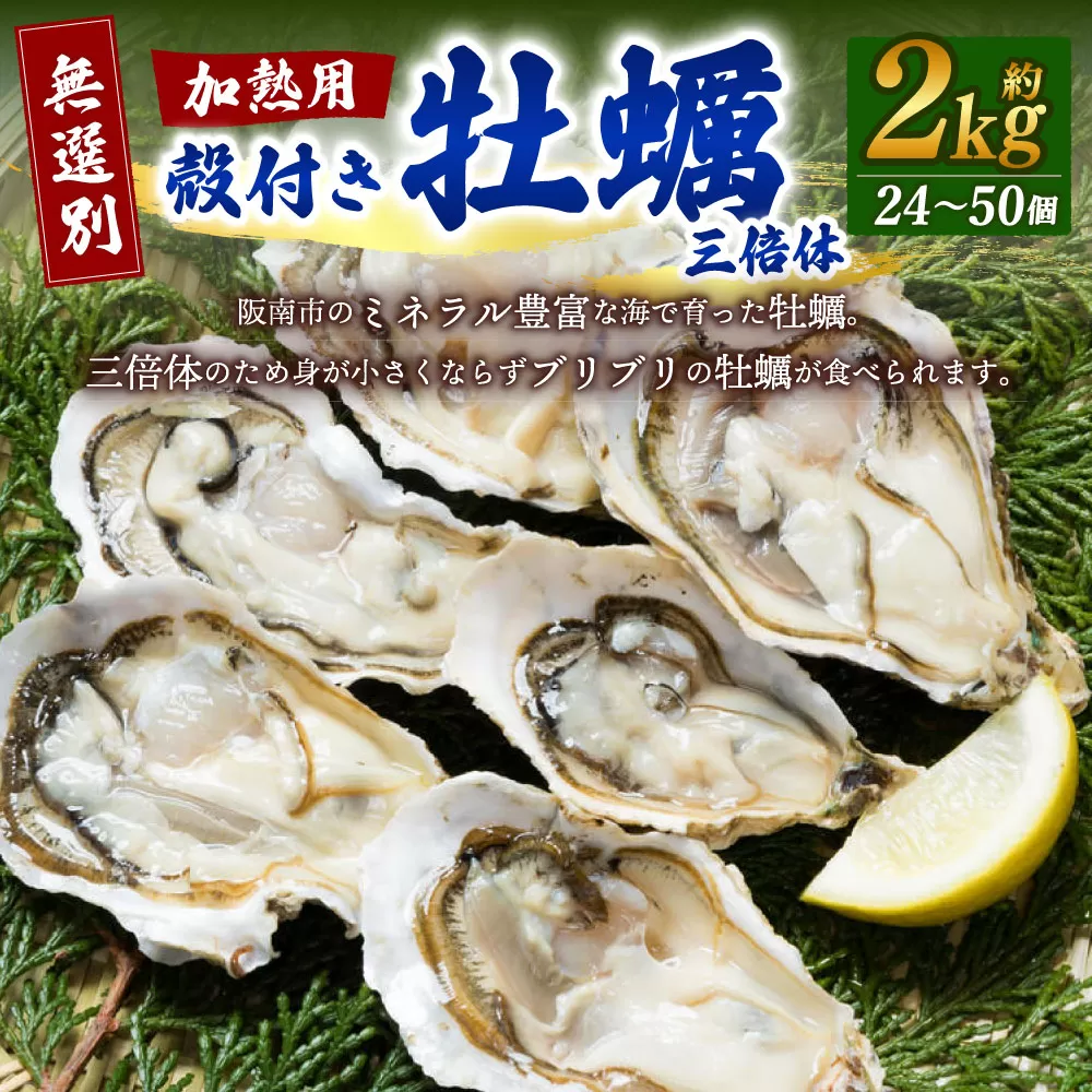 【無選別】加熱用 殻付き牡蠣 約2kg（24～50個）三倍体／牡蠣 かき カキ 生ガキ 生牡蠣 加熱用 調理用