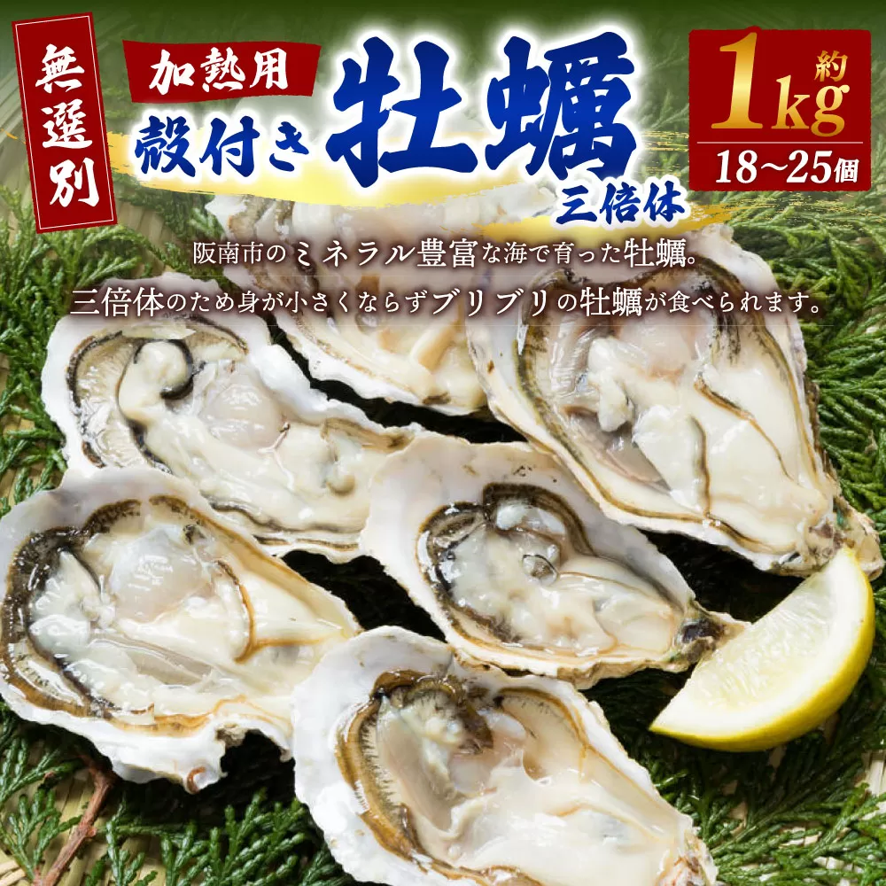 【無選別】加熱用 殻付き牡蠣 約1kg（18～25個）三倍体／牡蠣 かき カキ 生ガキ 生牡蠣 加熱用 調理用