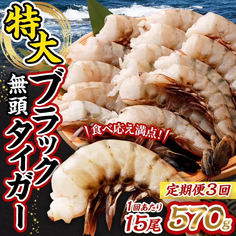 【3回定期便】特大 ブラックタイガー 無頭えび 570g以上（15尾）×3回 ｜海老 えび エビ ブラックタイガー 海鮮 魚介 殻付き 冷凍 大阪府 阪南市