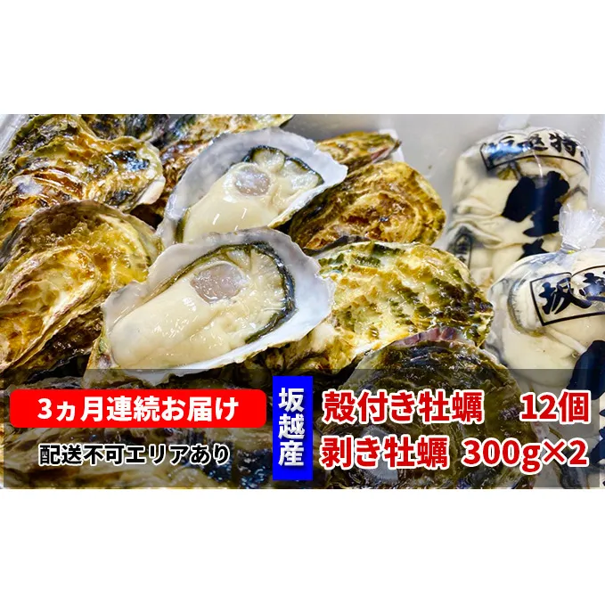  定期便 牡蠣 坂越かき 剥き牡蠣 300g×2、殻付き牡蠣 12個 オイスターナイフ付き【3ヵ月連続お届け】[ 生牡蠣 かき カキ 生食 冬牡蠣 ]