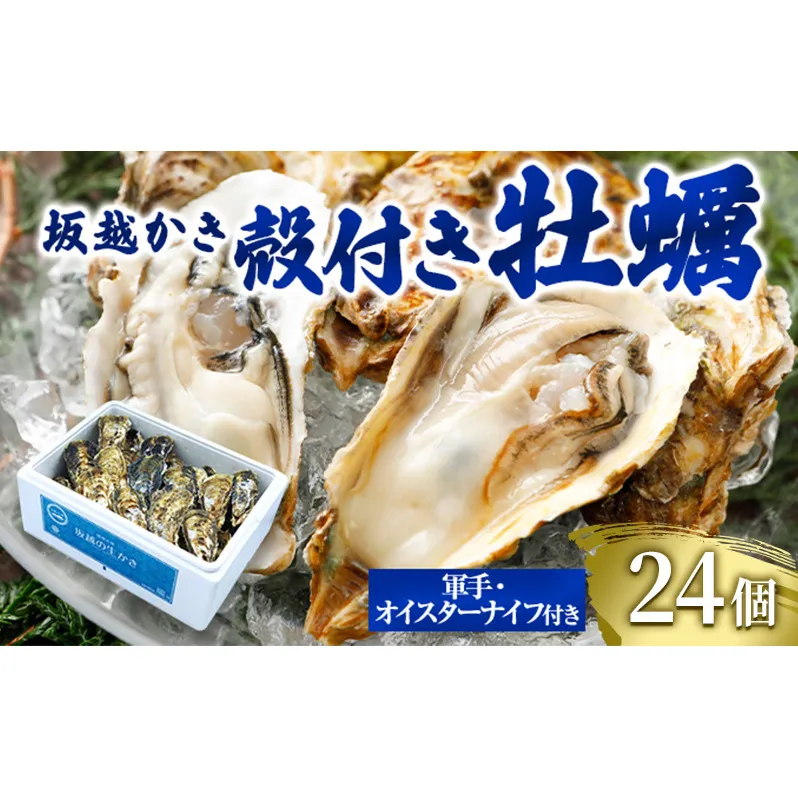 牡蠣 坂越かき 殻付き牡蠣24個 軍手・オイスターナイフ付き[ 生牡蠣 かき カキ 殻付 生食 冬牡蠣 ]