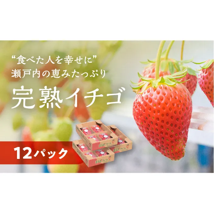 【2024年2月上旬より出荷】“食べた人を幸せに” 瀬戸内の恵みたっぷり完熟イチゴ (12パック)