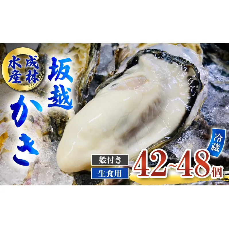 牡蠣 生食用 坂越かき 殻付き 42～48個 成林水産 [ 生牡蠣 真牡蠣 かき カキ 冬牡蠣 ]