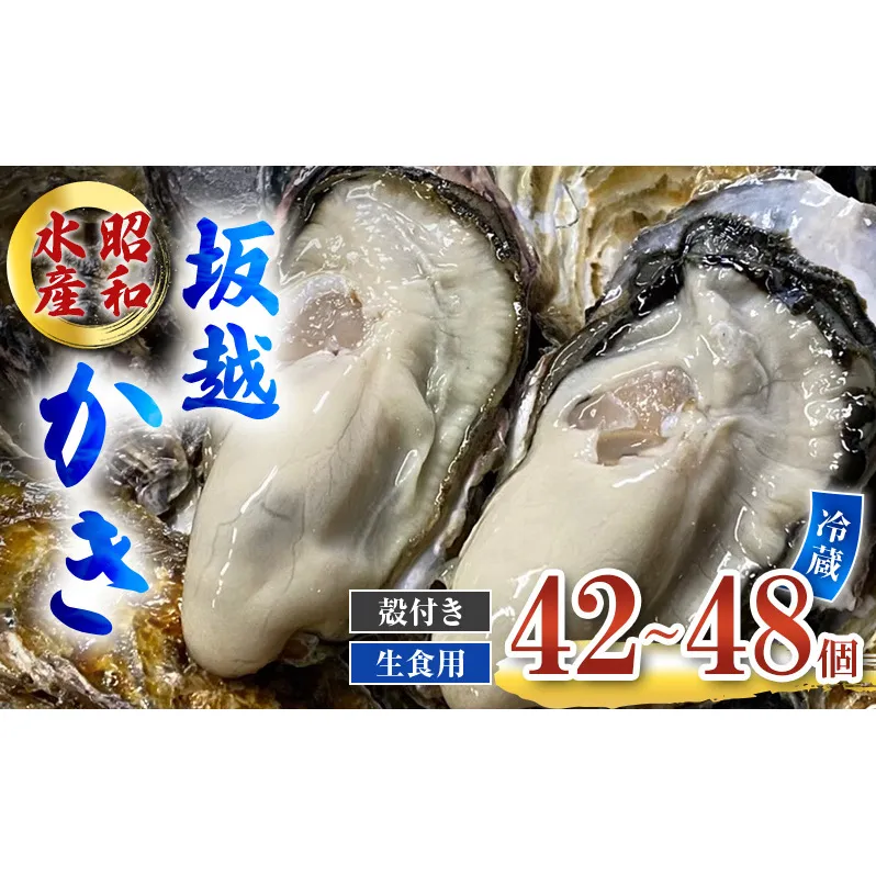 牡蠣 生食用 坂越かき 殻付き 42～48個 昭和水産 [ 生牡蠣 真牡蠣 かき カキ 冬牡蠣 ]