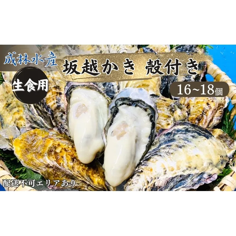 牡蠣 生食用 坂越かき 殻付き 16～18個 成林水産 [ 生牡蠣 真牡蠣 かき カキ 冬牡蠣 ]