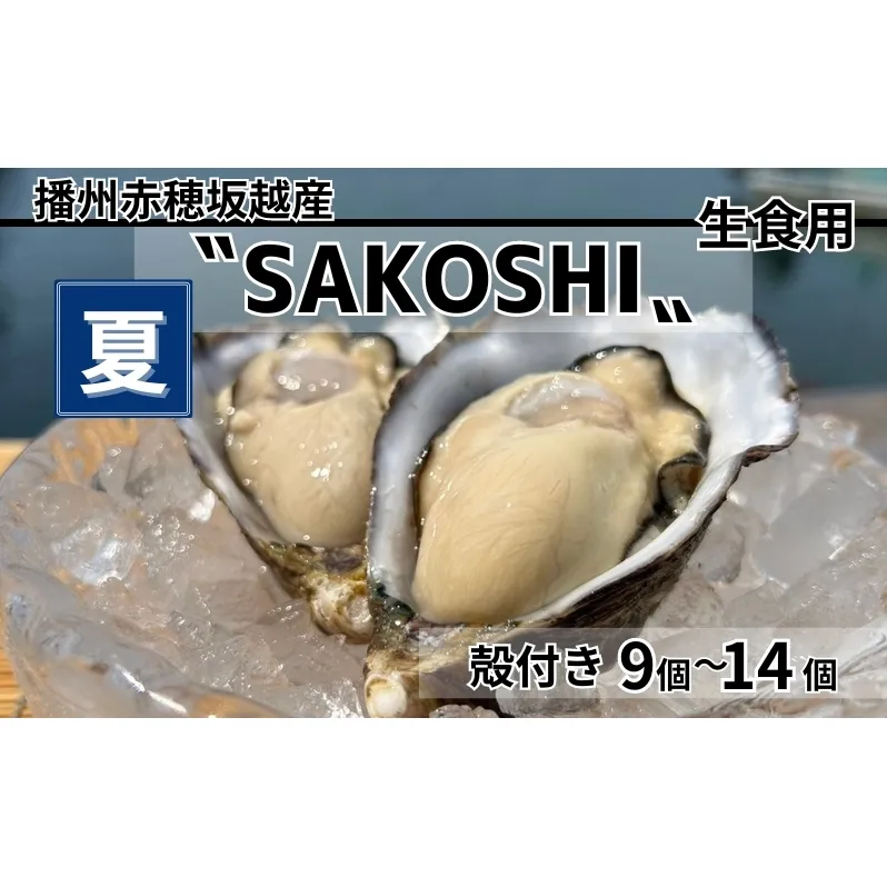 牡蠣 SAKOSHI 生食用 殻付き 9個～14個 牡蠣ナイフ付き [ 坂越かき プレミアム 生牡蠣 夏牡蠣 かき カキ 三倍体 ]