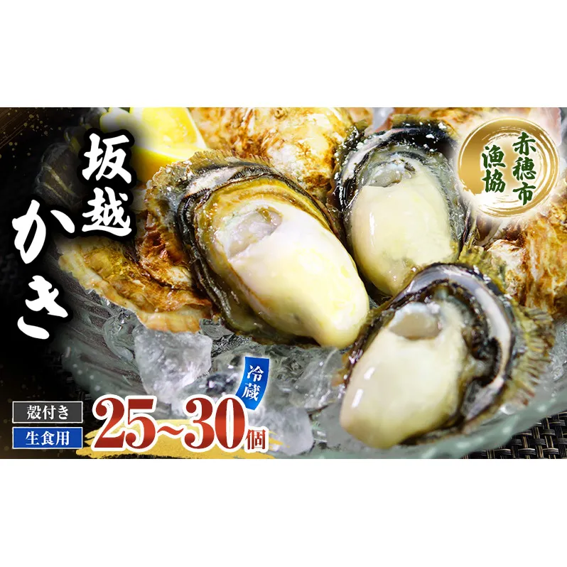  牡蠣 坂越かき 生食用 殻付き (25個～30個) 牡蠣ナイフ付き 冬牡蠣 かき カキ