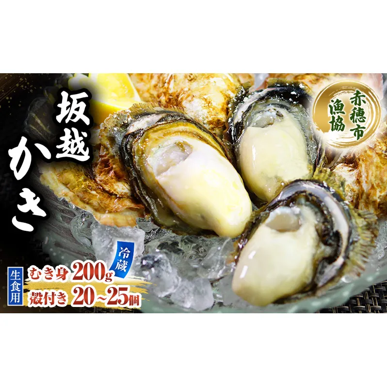  牡蠣 坂越かき 生食用 殻付き ＋ むき身 セット 殻付き20個～25個 むき身200g 牡蠣ナイフ付き 冬牡蠣 かき カキ