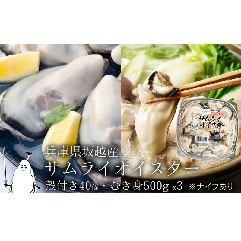 牡蠣 生食 坂越かき むき身 500g×3、 殻付き 40個(牡蠣ナイフ・軍手付き)サムライオイスター 生牡蠣 冬牡蠣