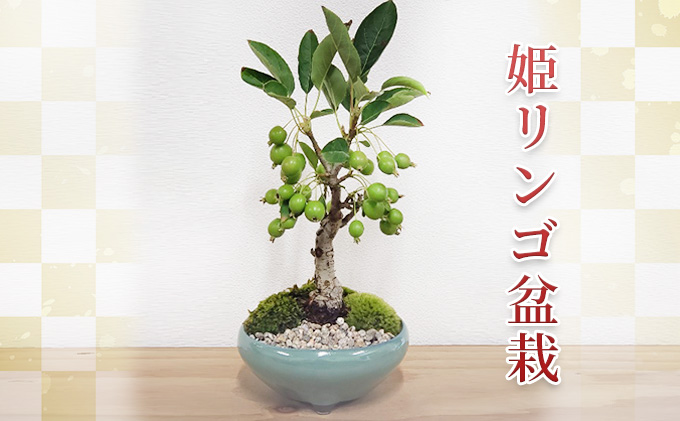 姫リンゴ 盆栽 [ りんご 観葉植物 ]｜小野市｜兵庫県｜返礼品をさがす｜まいふる by AEON CARD