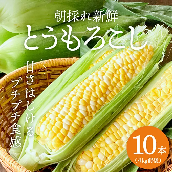 とうもろこし 朝どり 10本 4kg 前後 2024年 兵庫県産 よしよし畑 農家直送 朝どれ 野菜 新鮮 高糖度 キャンプ BBQ アウトドア 極甘 甘い 絶品 朝 採り 夏野菜 あまい 冷蔵配送