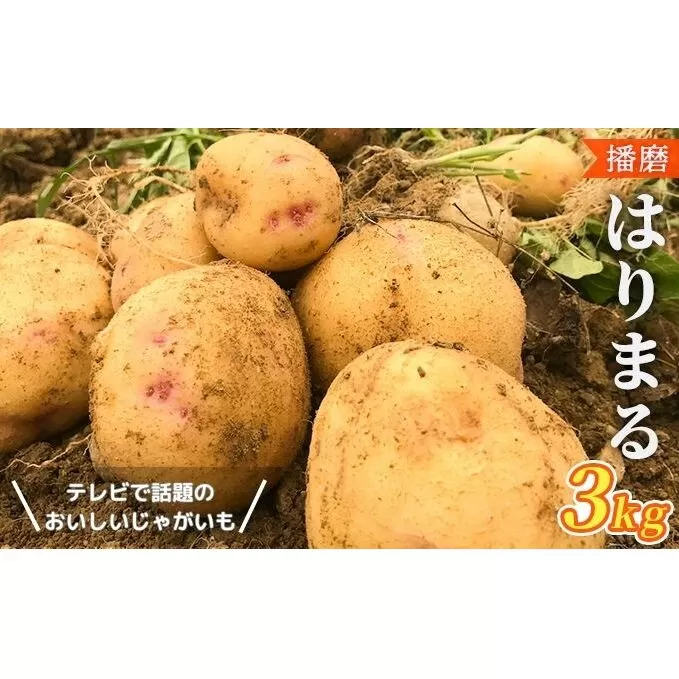 【テレビで話題！】美味しいジャガイモ　はりまる  兵庫県産 3kg